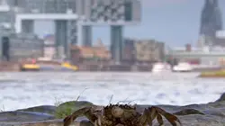 Visuel de Cologne, ville sauvage