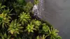 Colombie : Dans le Cauca magique