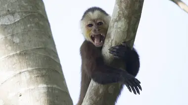 Vie de famille chez les sapajous capucin