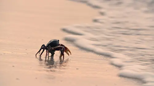 Colombie sauvage E02 La migration des crabes