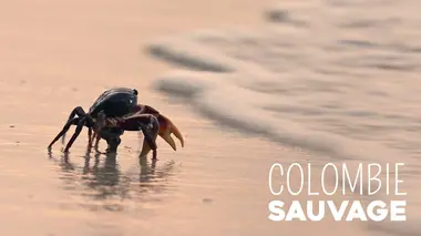 Colombie sauvage E01 Gorgona, l'île aux serpents