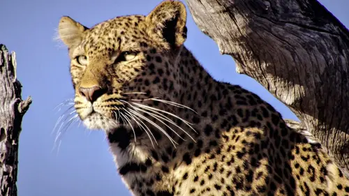 Combats d'animaux Les attaquants