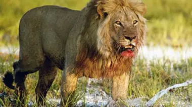 Combats de géants en Afrique