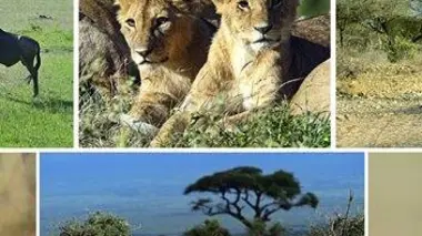 Combats de géants en Afrique