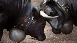 Visuel de Combats des Reines
