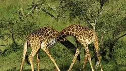 Visuel de Combattre pour vivre