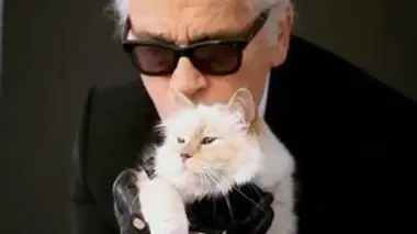 Comme chien et chat