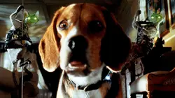 Comme chiens et chats