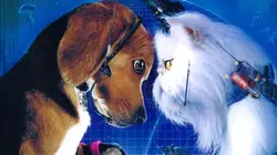 Comme chiens et chats