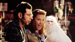 Comme chiens et chats