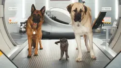 Comme chiens et chats : la revanche de Kitty Galore