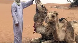 Comme un animal Alex Goude comme un dromadaire