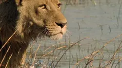 Visuel de Comme un lion dans l'eau