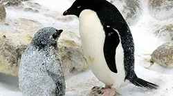 Visuel de Comme un manchot sans ailes