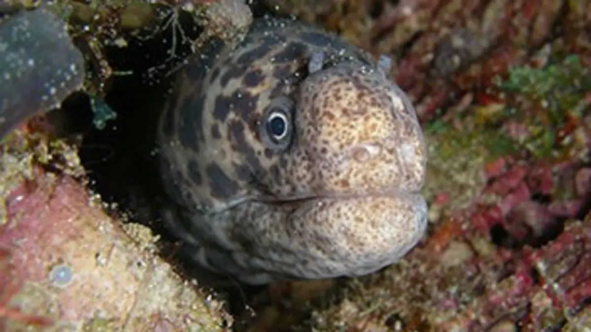 Comme un poisson dans l'eau E01 Mouvements