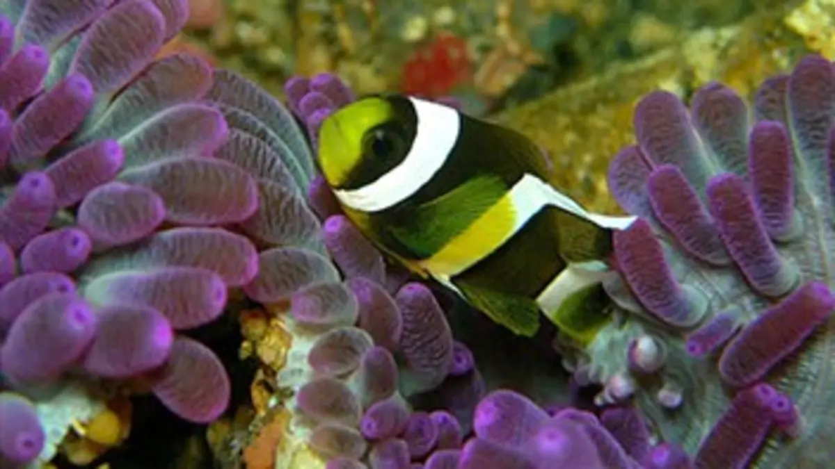 Comme un poisson dans l'eau E03 Le code des couleurs