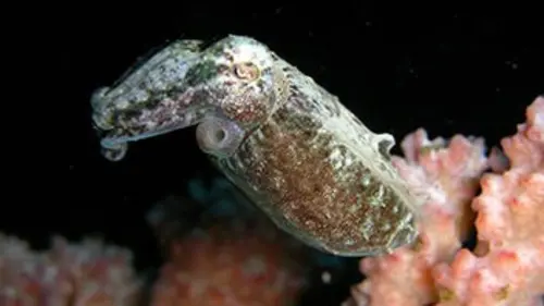 Comme un poisson dans l'eau E05 La vie du récif