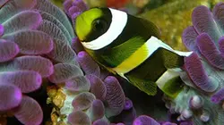 Visuel de Comme un poisson dans l'eau