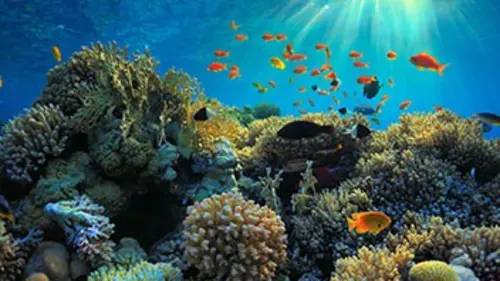 Comme un poisson dans l'eau