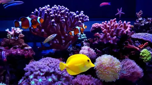 Comment c'est fait Stylos zéro gravité / Aquariums récifaux / Cercueils métalliques