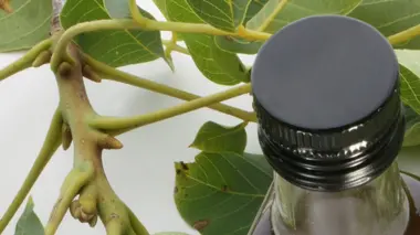 Eventails / Huile de noix / Cuivre