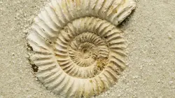 Comment c'est fait Vaisselle / Réservoirs de frein pneumatique / Céréales glacées