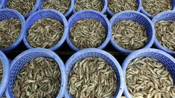 Comment c'est fait Équerres à combinaison, crevettes d'élevage, valves à bille / Débroussailleuses