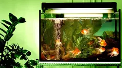 Comment c'est fait Drones commerciaux / Poissons d'aquarium / Balayeuses / Volants de badminton