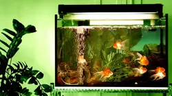 Comment c'est fait Vélos électriques à trois roues / Crèmes pour la peau