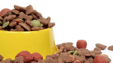 Prothèses oculaires, nourriture pour chiens et chats, miroirs