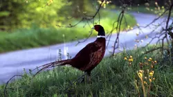 Comment c'est fait  Détecteurs de mouvements / Tapis roulants / Elevage de faisans / Casques de plongée