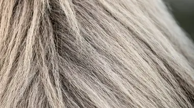 Wensleydale Cheese, Paintbrushes, Eucalyptus Oil, and Plastic Wrap