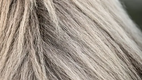 Casting Comment ça marche ? Wensleydale Cheese, Paintbrushes, Eucalyptus Oil, and Plastic Wrap