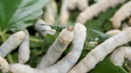 Comment ça marche ? S07E05 Contes de la bière noire, soie, en conserve