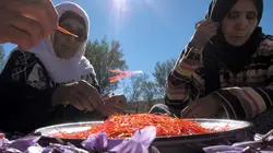 Comment ça marche ? S10E02 Safran / Routes de glace /Shelby