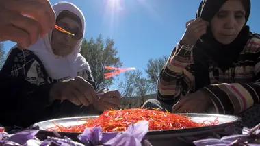 Safran / Routes de glace /Shelby