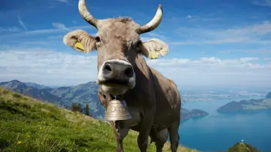 Comment ça marche ? Tracteurs, cloches de vaches