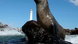 Visuel de Comment devenir un mâle dominant