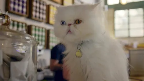 Comment le chat a conquis le monde en streaming