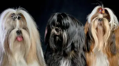 Comment le chien a conquis le monde