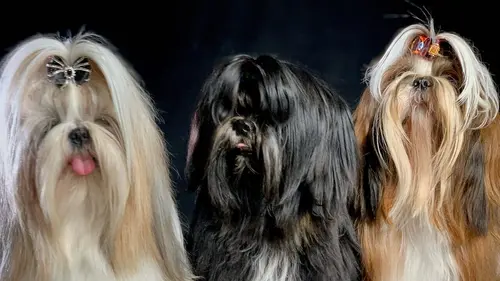 Comment le chien a conquis le monde