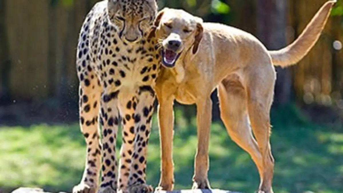 Complicité animale E01