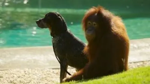 Complicité animale E02 Amitiés improbables