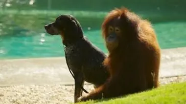 Complicité animale E02 Amitiés improbables