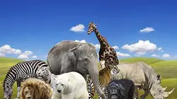 Complicités animales