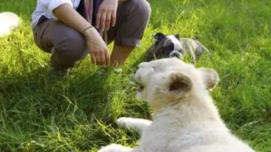 Complicités animales