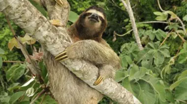 Les forêts tropicales