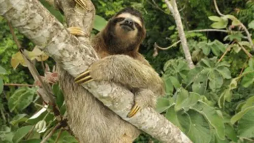 Complicités sauvages S01E01 Les forêts tropicales