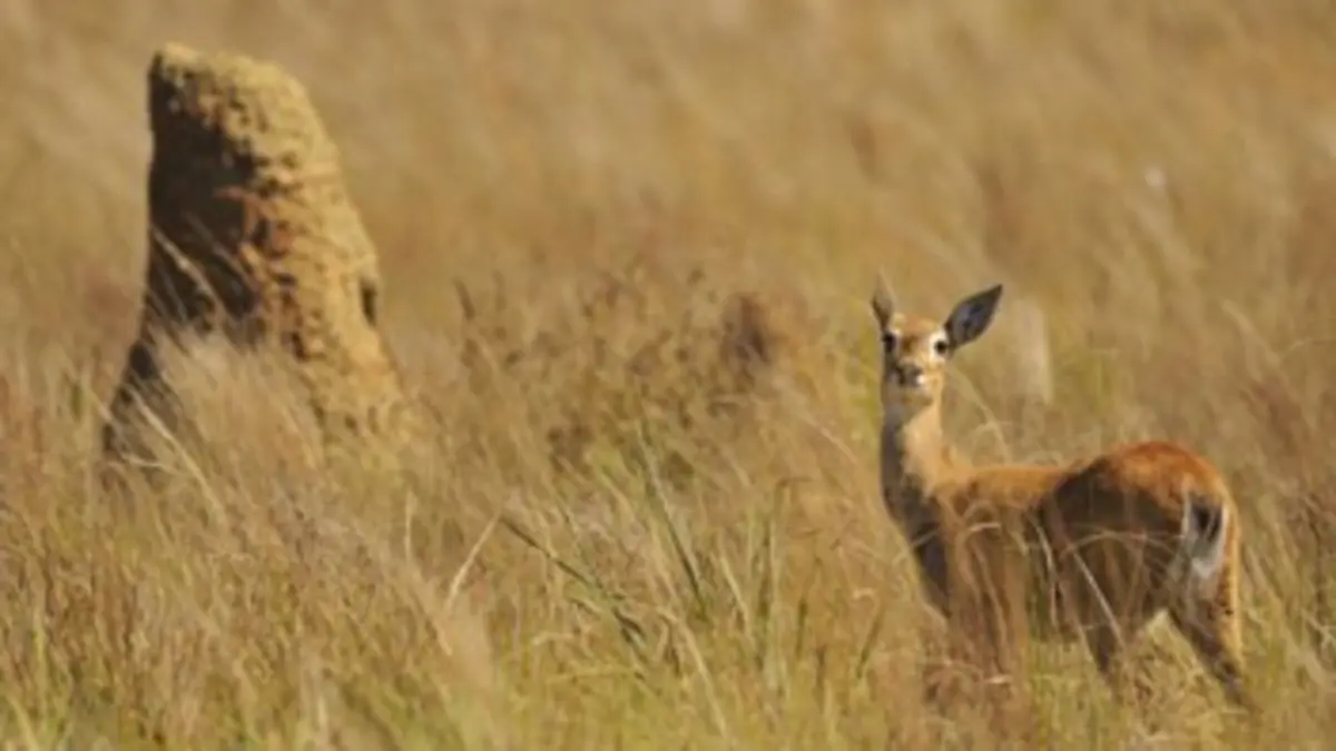 Complicités sauvages S01E02 Les grandes prairies