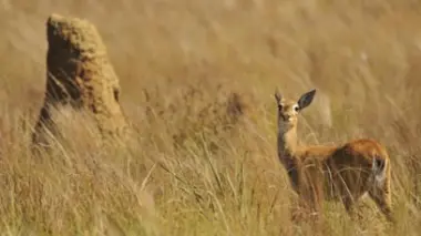 Les grandes prairies